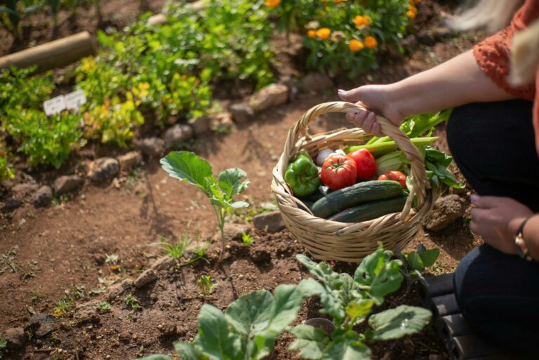 Lire la suite à propos de l’article Que planter durant le mois de juillet ? 🥕🍅🍆